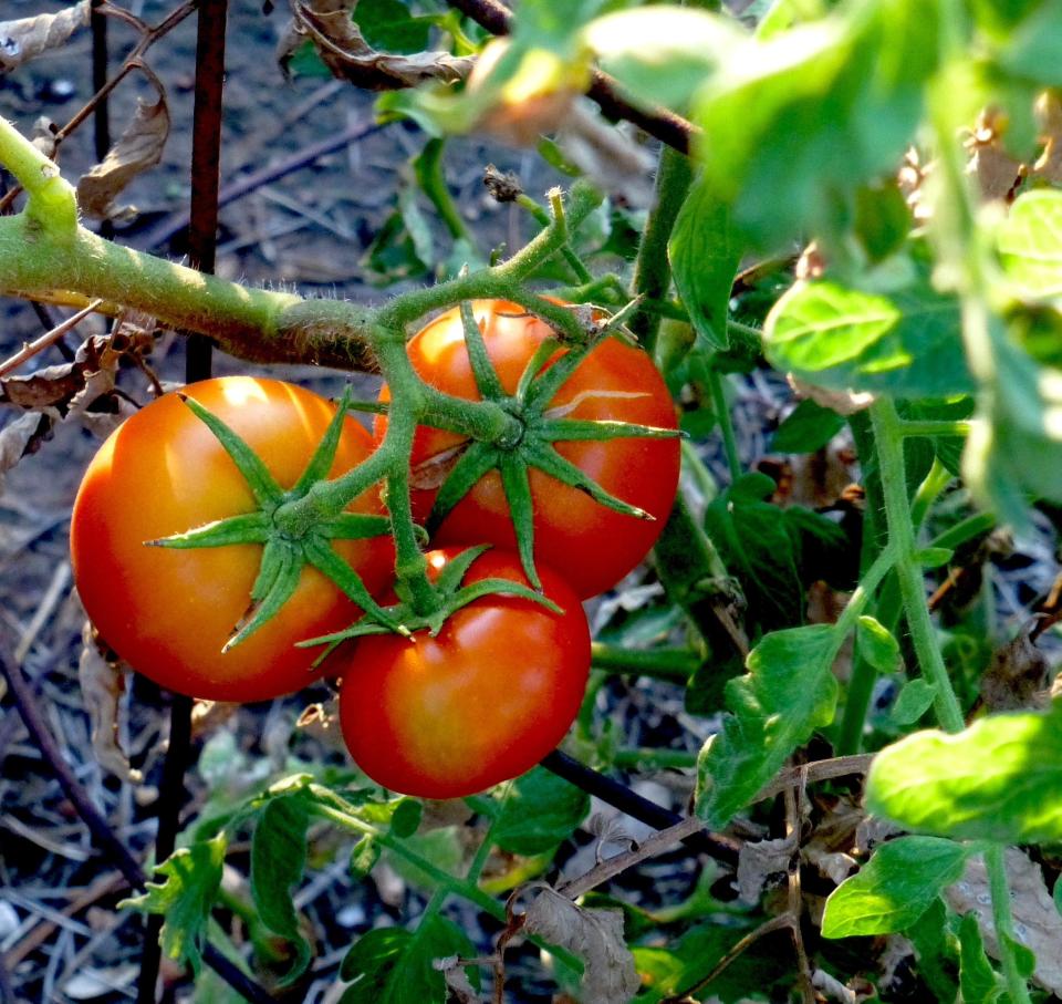 Following a regime of consistent, uniform soil moisture on hot days is critical to develop unblemished fruit like this cluster of red tomatoes. Uniform soil moisture helps to prevent physiological disorder of blossom end rot.