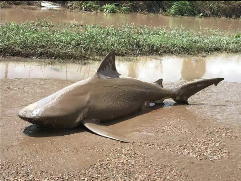 A bull shark washed up on a road near the town of Ayr after Cylone Debbie tore through northeast Australia, where authorities also warned of crocodiles and snakes in the flood waters