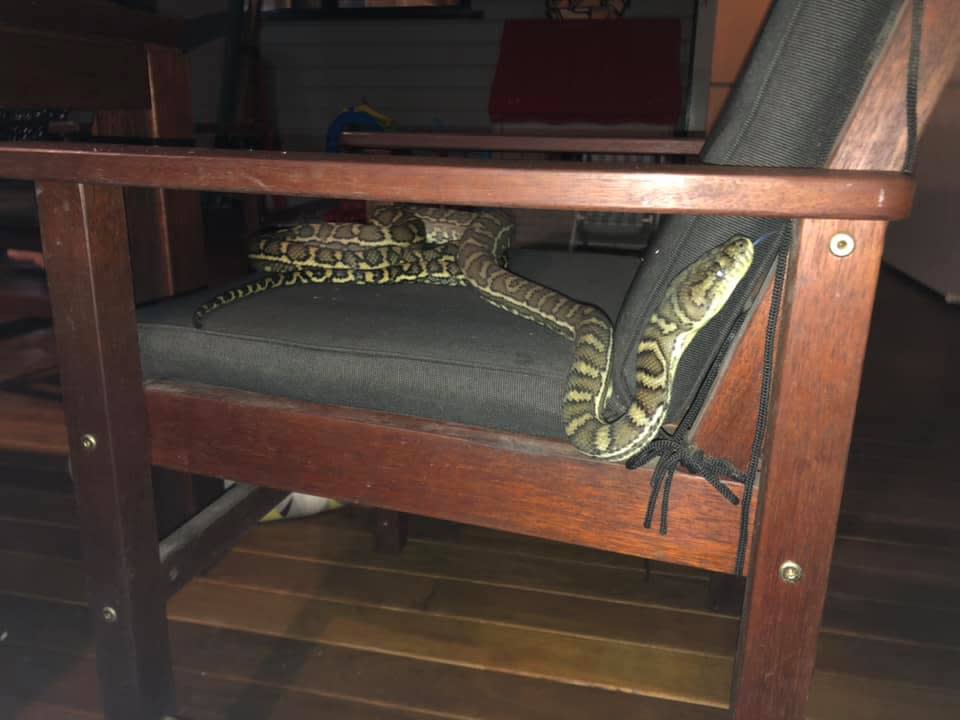 A snake catcher has removed a snake from above a French Bulldog’s bed at The Gap. Source: Facebook/ Snake Catchers Brisbane, Ipswich, Logan & Gold Coast