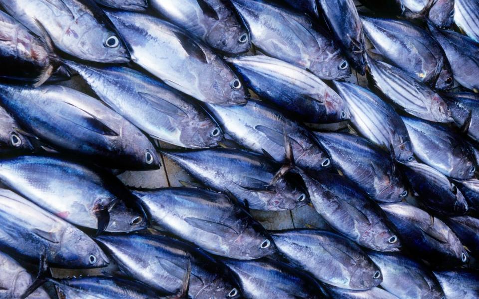 Maldives, North MalA atoll, MalA, skipjack tuna. Traditional tuna fishing in the Maldives uses pole and line rather than nets. - Getty Images/Getty Images