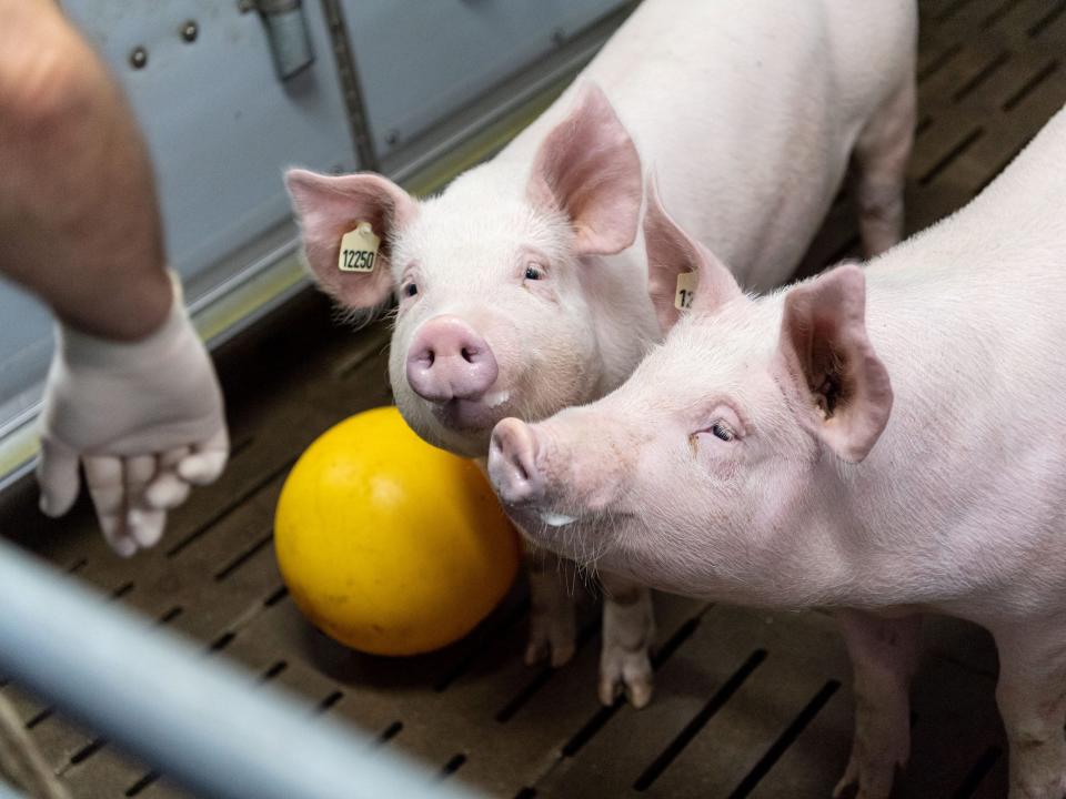 two pigs with tagged ears sniff a human hand