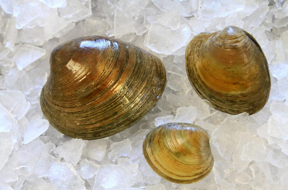 Stuffies are made using quahogs because they are the biggest of the area clams. See the difference in the three sizes, biggest to smallest: quahog, cherrystone, right, and little neck, bottom.