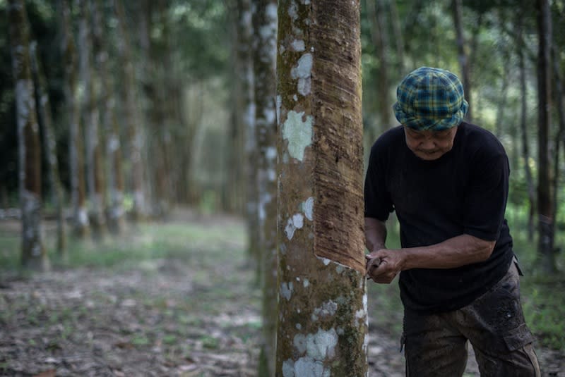 Malaysia's natural rubber production is expected to fall sharply due low prices.  — AFP pic