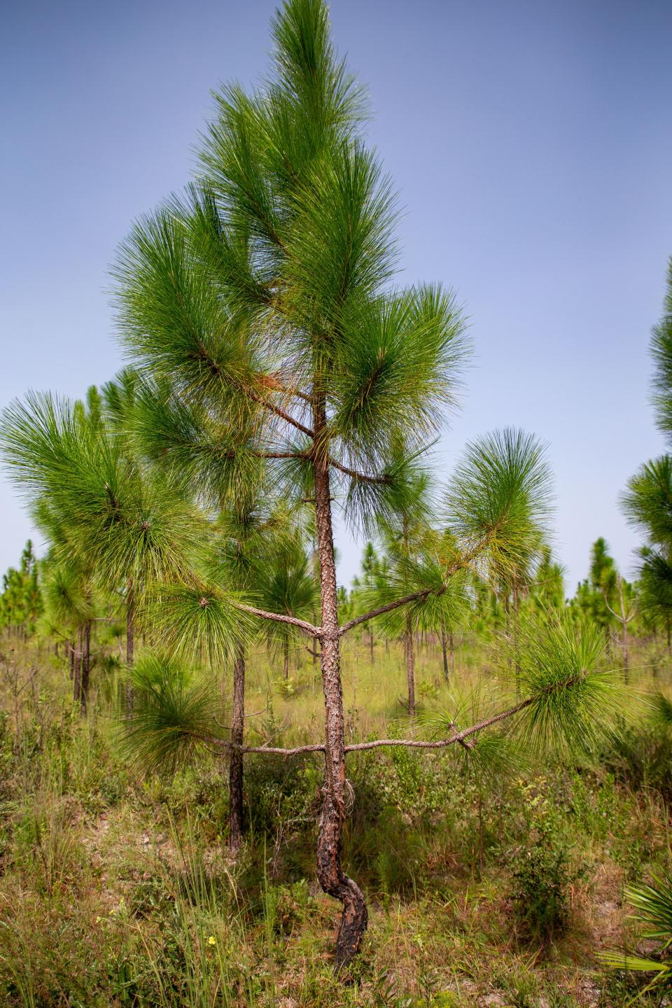 Jim Browne shares why he and his wife named a longleaf pine tree "Michael," on Tuesday, Oct. 3, 2023. An oak branch fell on the tree five years ago during Hurricane Michael but the tree persevered and continued to grow, which is why it has a curve in the bottom of the trunk.