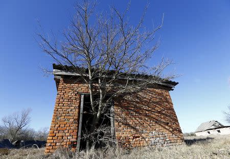 A tree grows out of the door of an abandoned barn in the 30 km (19 miles) exclusion zone around the Chernobyl nuclear reactor, in the abandoned village of Krasnoselie, Belarus, February 17, 2016. REUTERS/Vasily Fedosenko