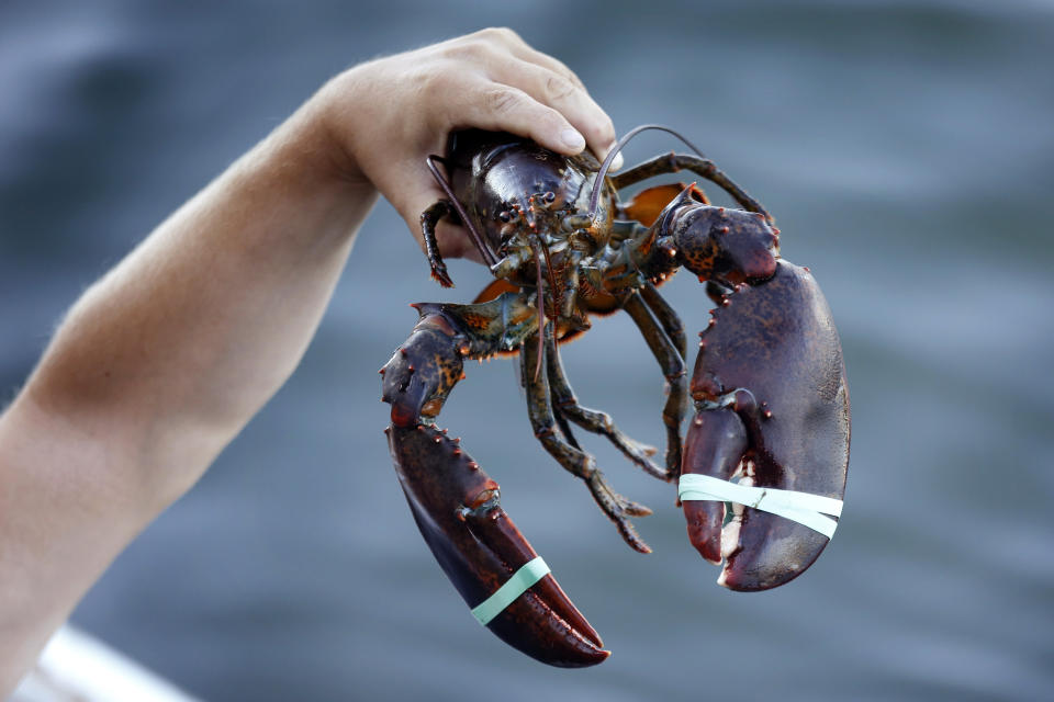 In this Saturday, Aug. 24, 2019, photo a 3.5 pound lobster is held by a dealer at Cape Porpoise in Kennebunkport, Maine. America's lobster exports to China have plummeted this year as new retaliatory tariffs have shifted business to Canada. (AP Photo/Robert F. Bukaty)