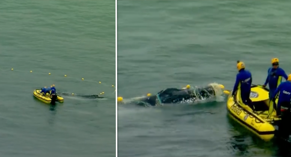 Helicopter footage of fisheries crews attempting to help a whale caught in shark nets on the Sunshine Coast.