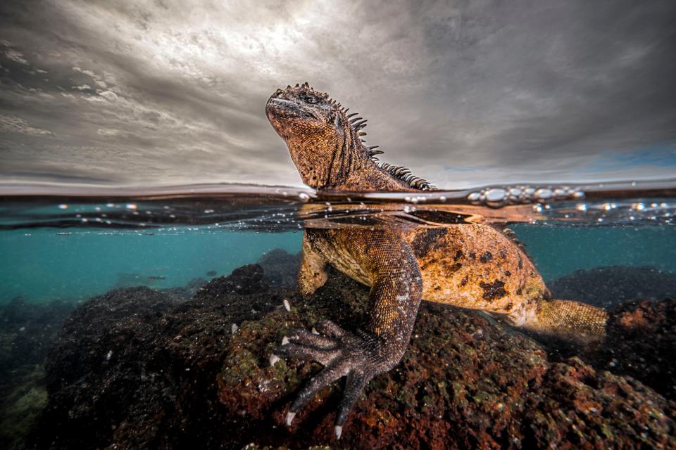 A marine iguana sits on a rock.