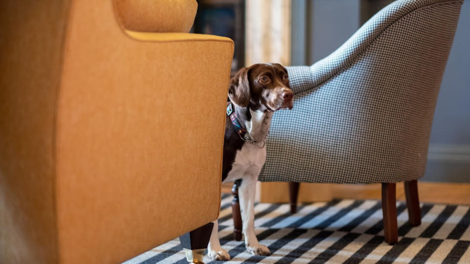 A dog between two armchairs at Fowey Hall hotel