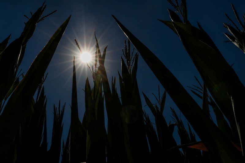 FILE PHOTO: Corn is seen in a field on a hot summer day, in Sint-Pieters-Leeuw