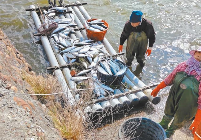 雲林縣沿海地區虱目魚不敵寒流，損失約5成。（張朝欣攝）