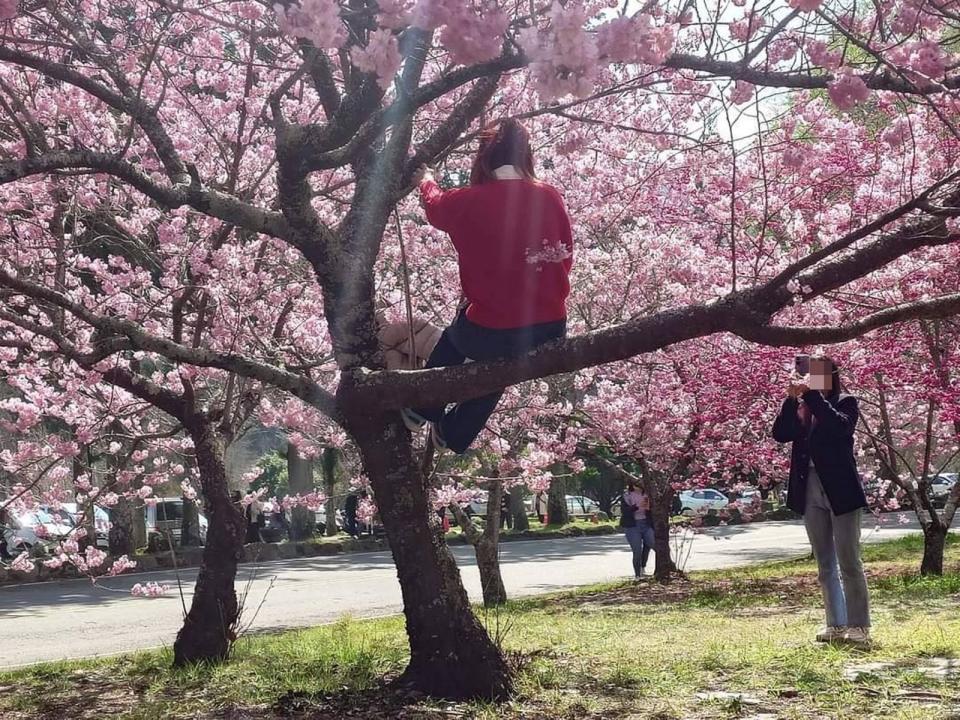 武陵農場正值櫻花季，竟有遊客爬上櫻花樹擺拍，非常沒有公德心。（翻攝自武陵農場 Wuling Farm臉書）