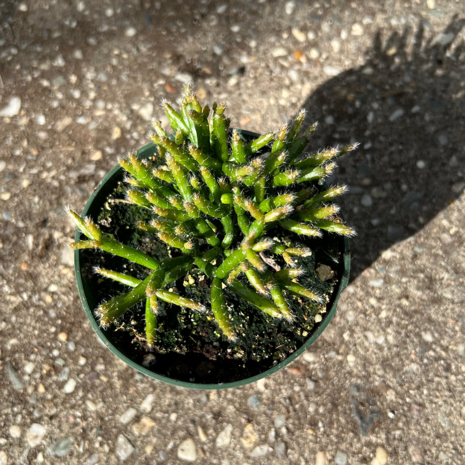 <p><a href="https://fantasticgardensofli.com/products/mistletoe-cactus" rel="nofollow noopener" target="_blank" data-ylk="slk:Shop Now;elm:context_link;itc:0;sec:content-canvas" class="link ">Shop Now</a></p><p>Mistletoe Cactus</p><p>fantasticgardensofli.com</p><p>$10.00</p>