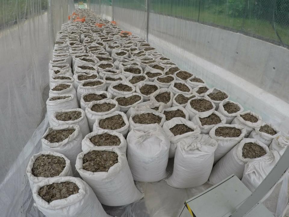 In this April 9, 2019, photo released by the National Parks Board, over 12 tons of pangolin scales worth around US$38.1 million are displayed in an undisclosed site in Singapore. Singapore has seized more than 25 tons of pangolin scales belonging to tens of thousands of the endangered mammals in two busts over the past week, a global record for such seizures. (National Parks Board via AP)