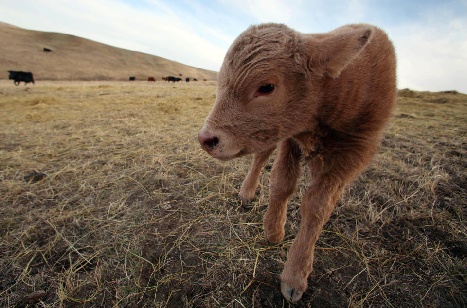 In this March 17, 2014 a newborn calf stands in a field on the O'Connor Ranch near Philip, South Dakota. The arrival of spring calving season brings hope to Chuck O'Connor who lost 45 of his 600 cows and 50 of his 600 calves in last fall’s unexpected blizzard. (AP Photo/Toby Brusseau)