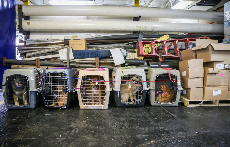 Dogs whose owners are missing or presumed dead are seen in the aftermath of Hurricane Dorian and Tropical Storm Humberto in the Bahamas in 2019. (Photo: ZAK BENNETT via Getty Images)