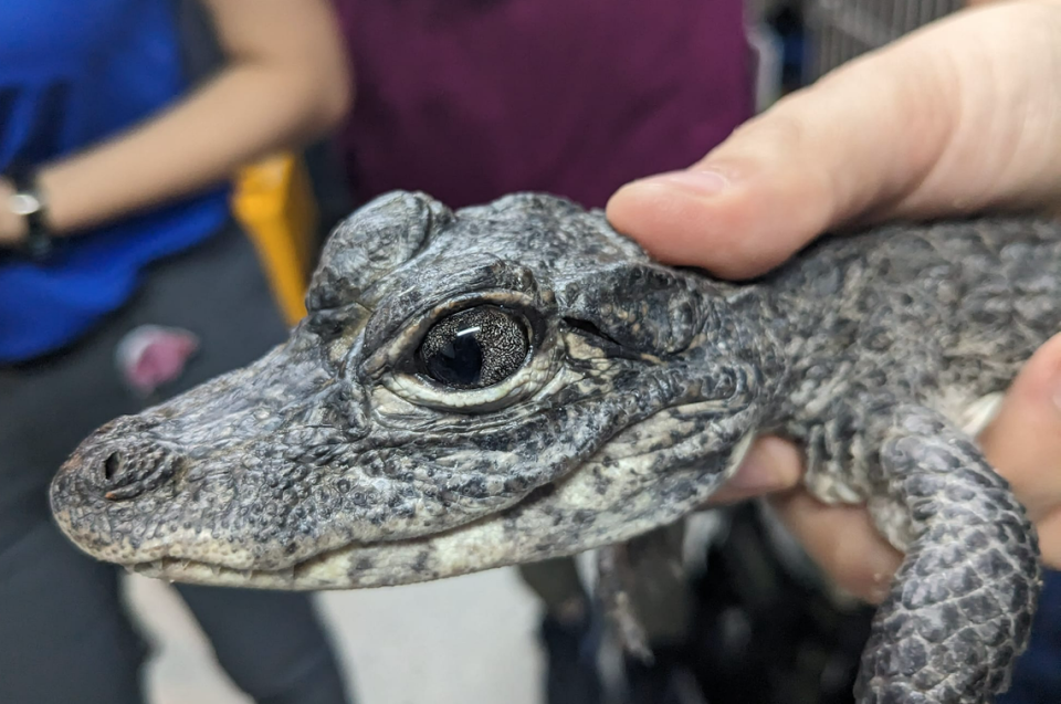 A wellness exam of the young alligators showed that, “while their pupils are an irregular shape, they still respond appropriately to light stimulus and don’t seem to have any impairments to their vision.”