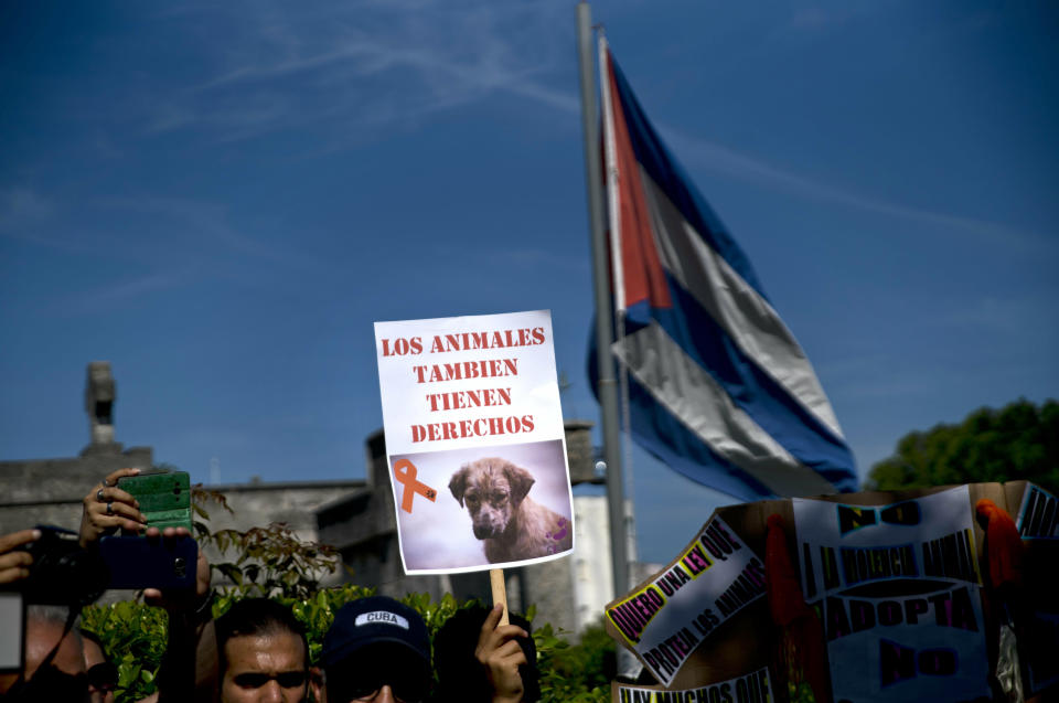 A person holds up the Spanish message "Animals also have rights," during a march against animal cruelty in Havana, Cuba, Sunday, April 7, 2019. Cuba's socialist government permitted the public march unassociated with any part of the all-encompassing Communist state, a move that some call highly unusual and perhaps unprecedented since the first years of the revolution. (AP Photo/Ramon Espinosa)