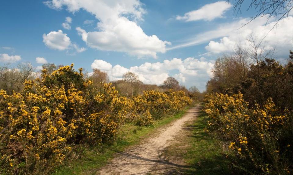 Spring on Greenham Common, near Newbury