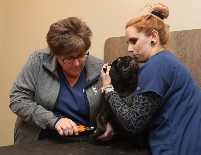 Amy Moore, left, lead RVT and practice manager, clips the nails of Frankie, a male pug, who is being soothed by Kristin McGonigal, a veterinary assistant at the Veterinary Wellness Center of Green in 2021.