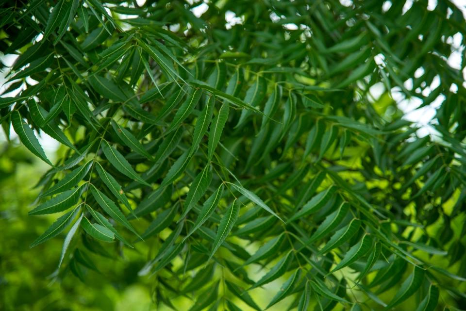 Neem's scientific name Azadirachta Indica has been derived from the Arabic language Azadirach-E-Hind, meaning a free growing tree of India