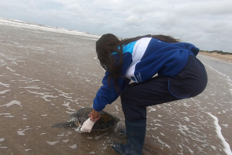 “Siempre una reinserción es algo muy emotivo”, dice Karina Álvarez, bióloga del área de Conservación de Mundo Marino