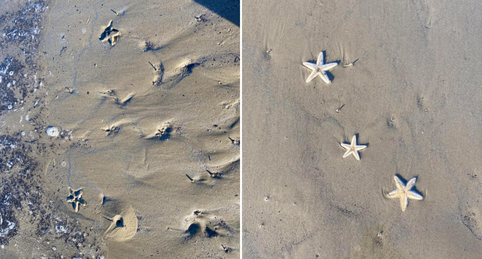 Three starfish on the sand up close at Salmon Creek. 