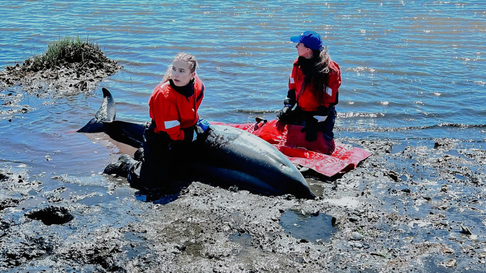 Nearly 80% of stranded dolphins are able to be released back into the wild.