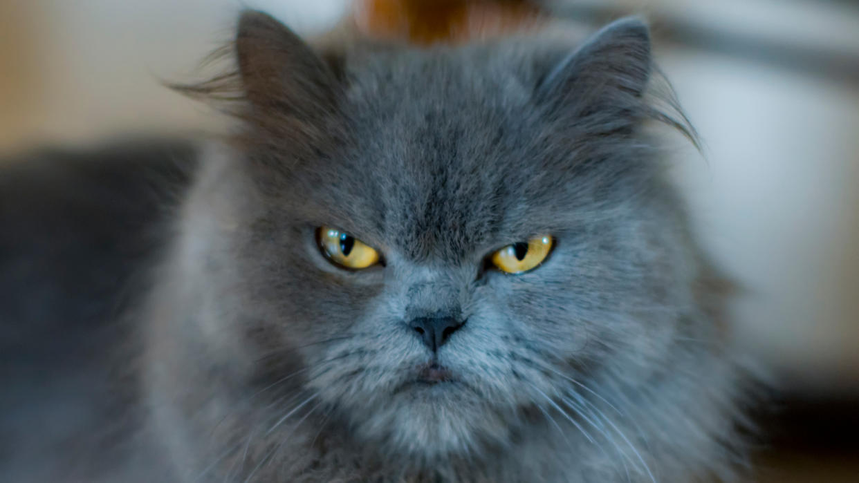  Blue Persian Cat with grumpy face and yellow eyes looking at the camera. 