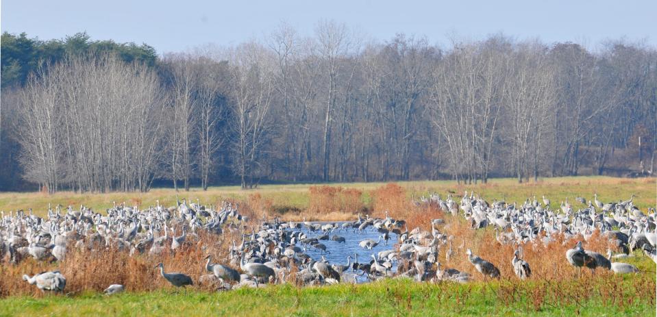 Sandhill cranes are seen at Jasper-Pulaski Fish and Wildlife Area in northern Indiana in large groups. These birds are currently migrating through the state, giving Hoosiers an opportunity to see and hear them.