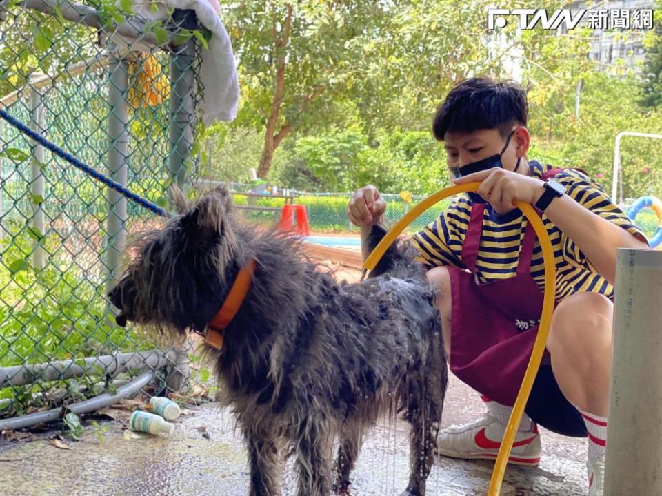 夏日高溫炎熱，若帶家中愛寵，可能造成熱衰竭，因做好防中暑措施。（圖／新北市動物保護處）