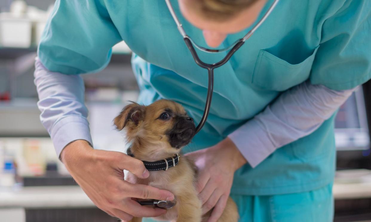 <span>Vet listening to a puppy’s heartbeat.</span><span>Photograph: zoranm/Getty Images</span>