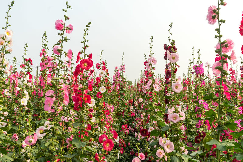 有「一丈紅」之稱的蜀葵花，走進觀賞會有身處花園迷宮之感。(Photo Credit: JianEn Yu@Flickr, License: CC BY 2.0，圖片來源：https://www.flickr.com/photos/93179224@N04/40979029604/