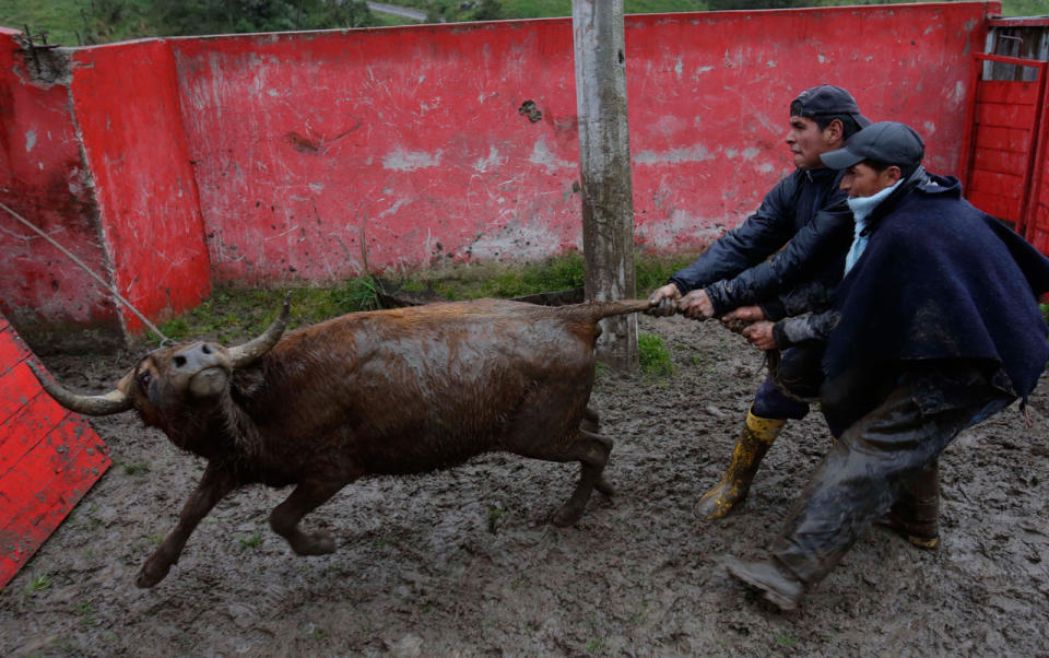 Pillaro bull fights