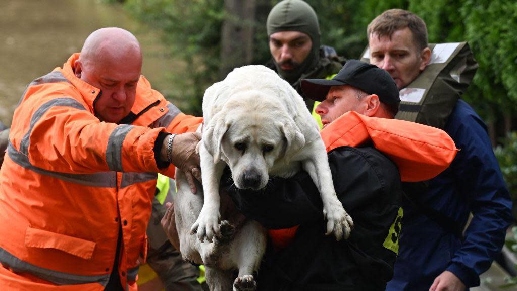 A dog being lifted by Polish rescuers