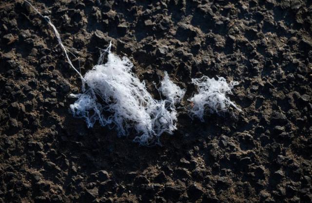 Spiders are 'falling out of the sky' in California - BBC Newsround