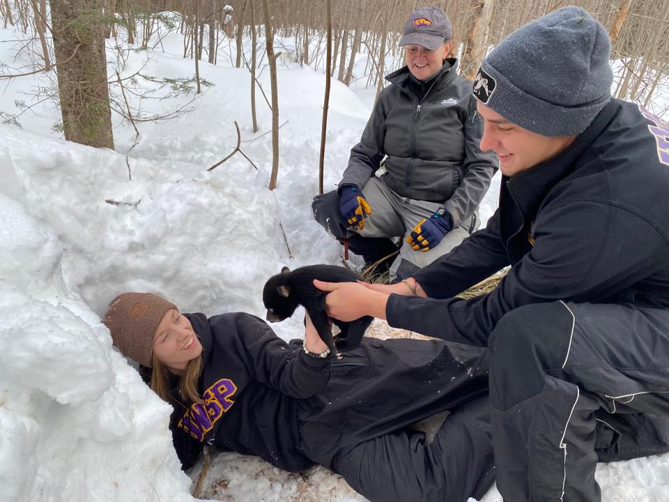 As UW-Stevens Point professor Cady Sartini looks on, students Luke Trittelwitz and Amber Smith return a black bear cub to its den near Clam Lake. The students were among a group led by Sartini engaged in field work March 4 and 5 as part of UWSP's Wisconsin Black Bear Project.