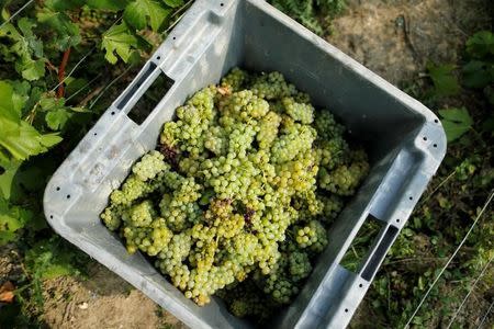 FILE PHOTO:A box with grapes is seen at a vineyard during the traditional Champagne wine harvest in Ay, France, September 23, 2016. REUTERS/Benoit Tessier/File Photo