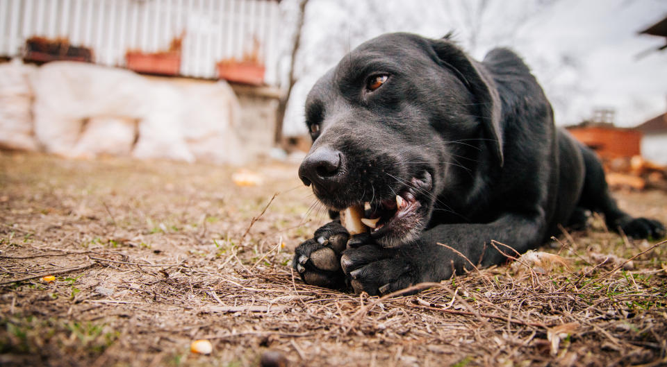 Hunde brauchen Kausnacks - aber bitte gesund und natürlich! (Symbolbild: Getty Images)