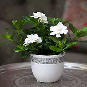 Shop: 6 houseplants to add a bit of nature in your home