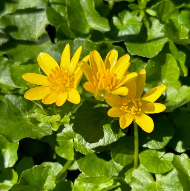 Fig buttercups growing at the Porter West Preserve near Bloomington.