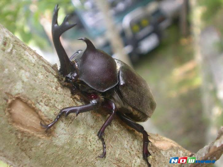 在東勢林場內可觀賞到獨角仙、鍬形蟲，在樹幹上覓食、打鬥、求偶的自然生態景觀。〈圖／記者黃玿琮攝2017.7.21〉