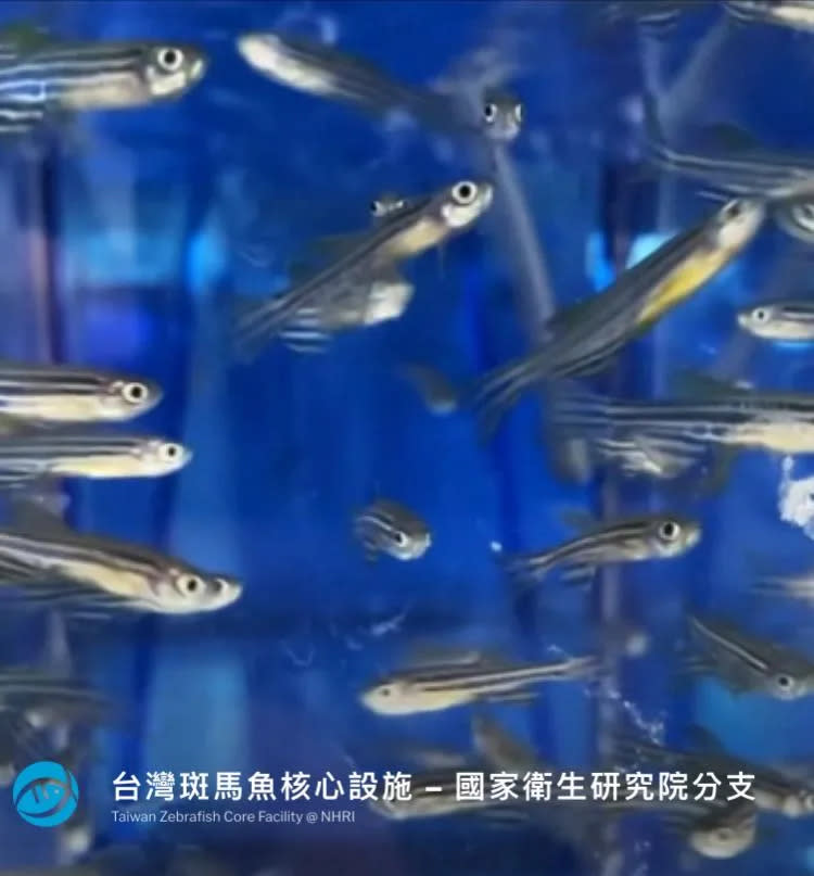 <strong>斑馬魚與人類大約有70%的同源基因，加上繁殖容易快速，飼養成本低廉，近年來成為取代鼠類主要的實驗動物。</strong>