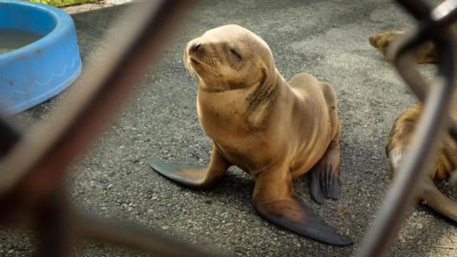 Sea lion strandings on San Diego beaches reach record numbers