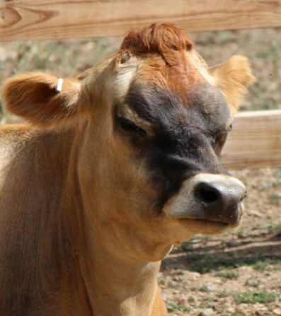 Judgmental Cow