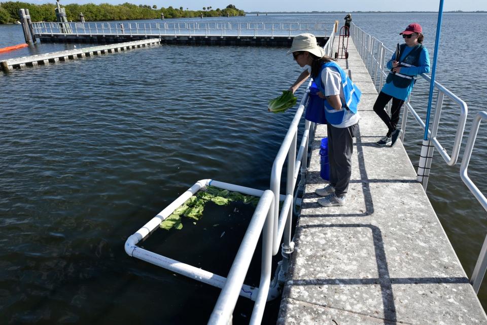 A member of the manatee response team drops romaine lettuce into the water at a Brevard County power plant with the hopes a hungry manatee may be innterested.