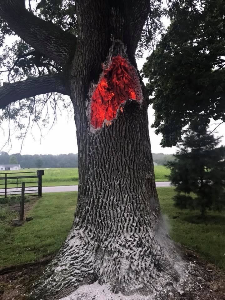 A tree with a big burn in its bark from being struck by lightning