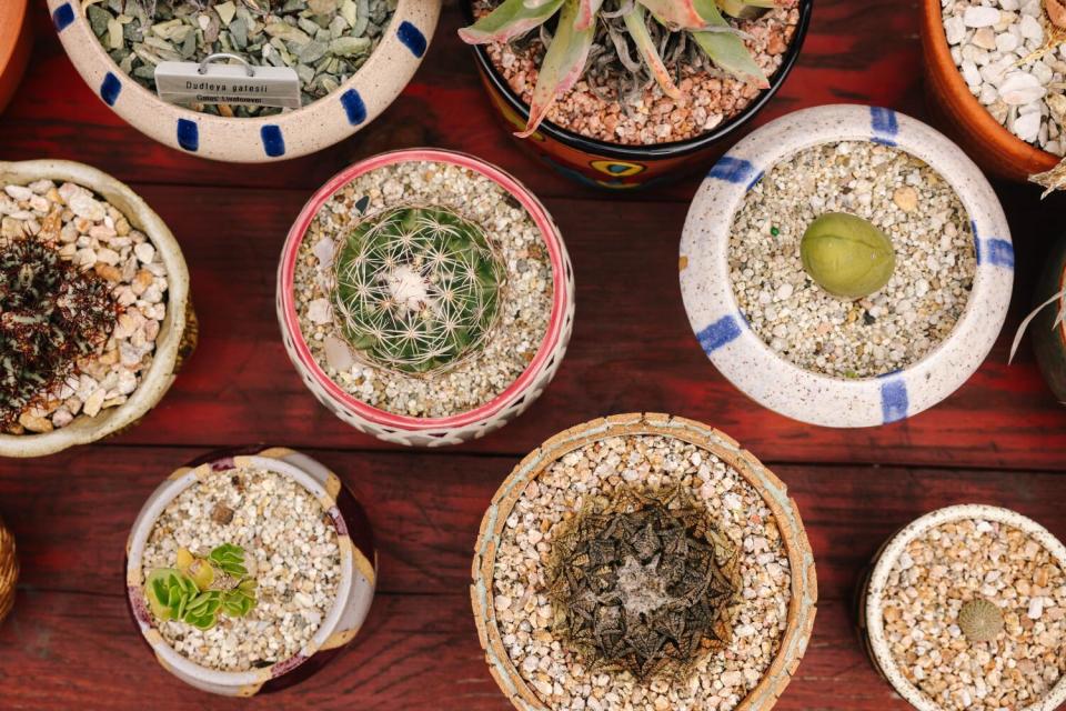 Round shallow pots planted with small sculptural succulents and cactus.