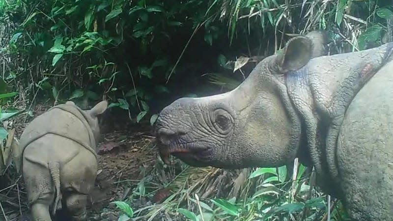 A camera trap image of a rhino calf in 2020 with its mother (not the newly reported calf). - Photo: Environment and Forestry Ministry
