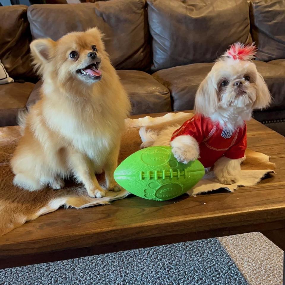 Dash, left, and Taylor, right, will both participate in this year's Puppy Bowl. They're among a group of seven puppies participating from Florida Little Dog Rescue. / Credit: Laurie Johnson